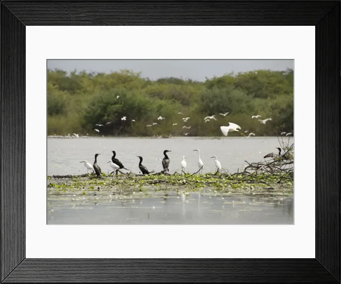 Framed Print : DDE-90038084 Framed Print : DDE-90038084