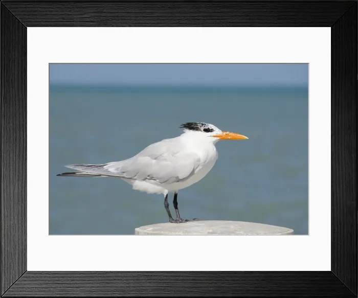 Framed Print : DDE-90038085 Framed Print : DDE-90038085