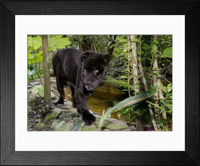 Framed Print : DDE-90038093