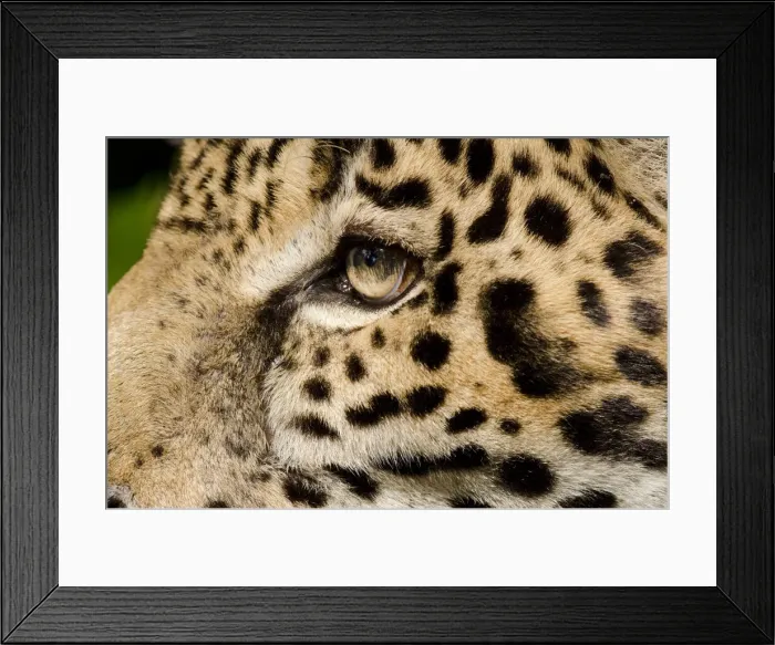 Framed Print : DDE-90038094 Framed Print : DDE-90038094