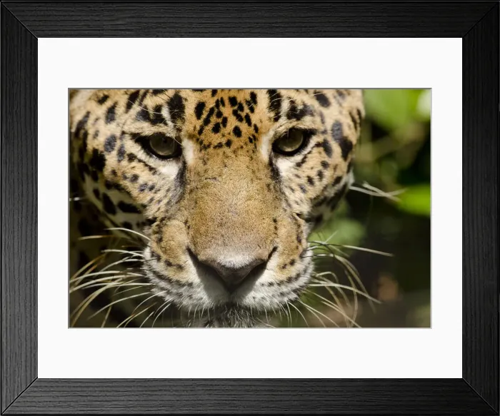 Framed Print : DDE-90038095 Framed Print : DDE-90038095