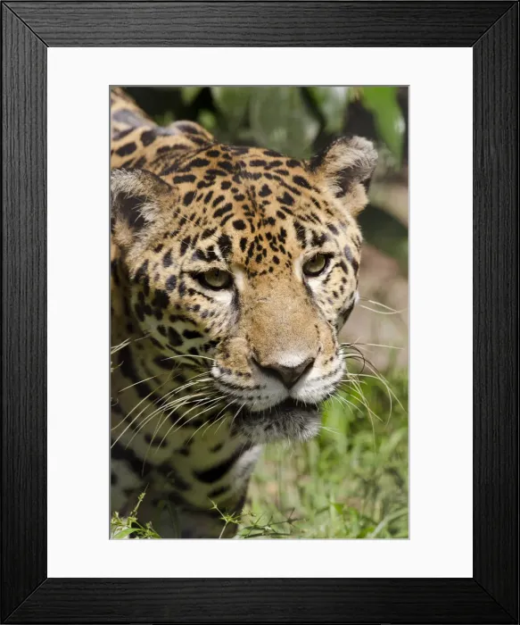 Framed Print : DDE-90038096 Framed Print : DDE-90038096