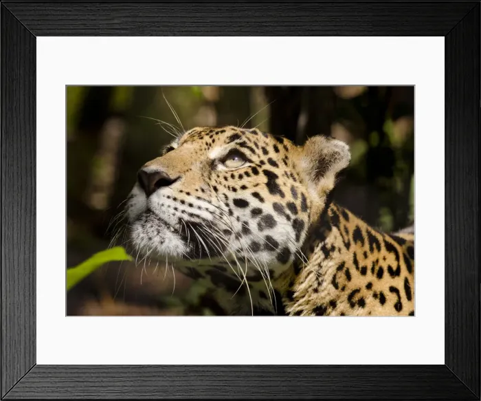 Framed Print : DDE-90038097 Framed Print : DDE-90038097