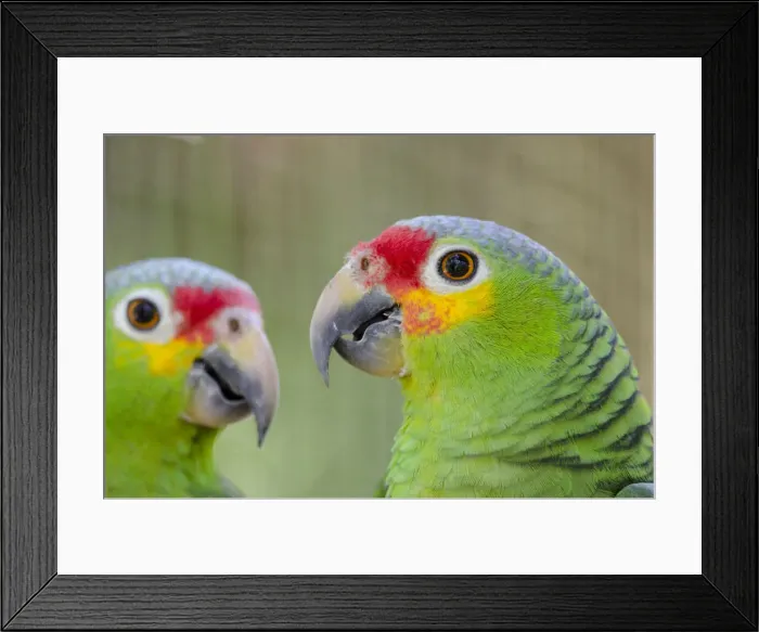 Framed Print : DDE-90038098 Framed Print : DDE-90038098