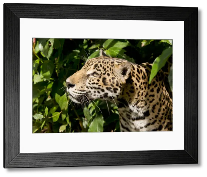 Framed Print : DDE-90038099