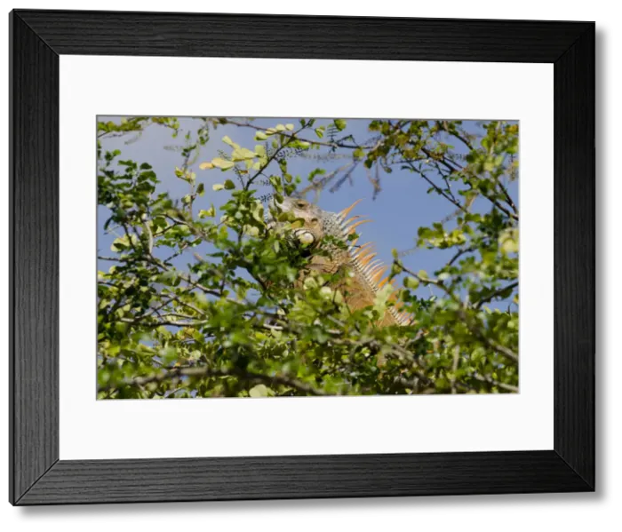 Framed Print : DDE-90038101