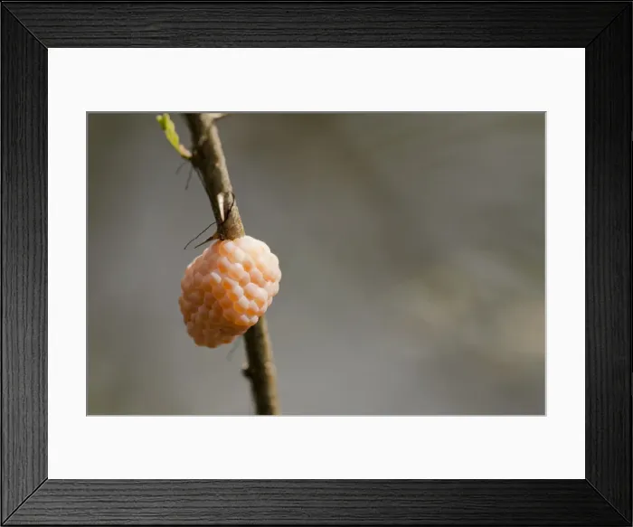 Framed Print : DDE-90038104 Framed Print : DDE-90038104