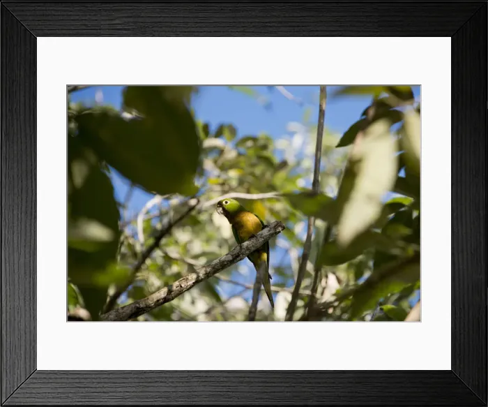 Framed Print : DDE-90038106 Framed Print : DDE-90038106