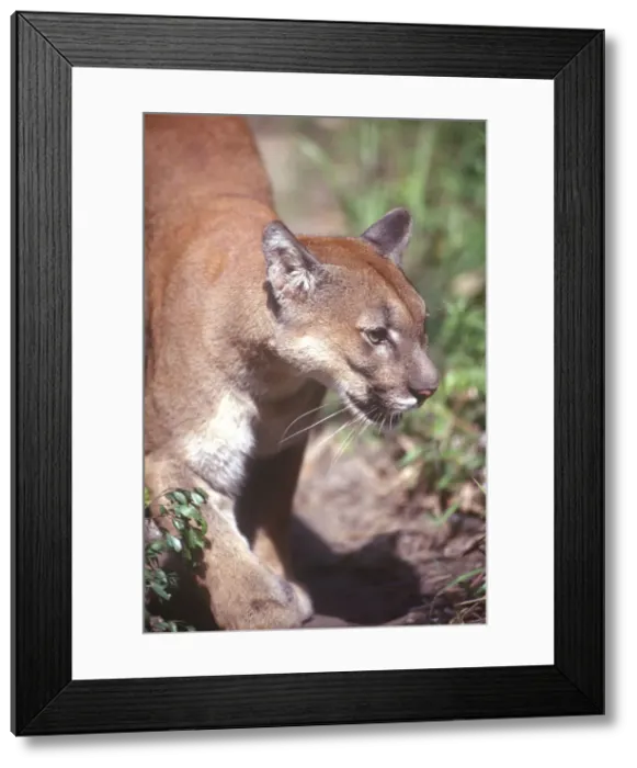 Framed Print : DDE-90038186 Framed Print : DDE-90038186