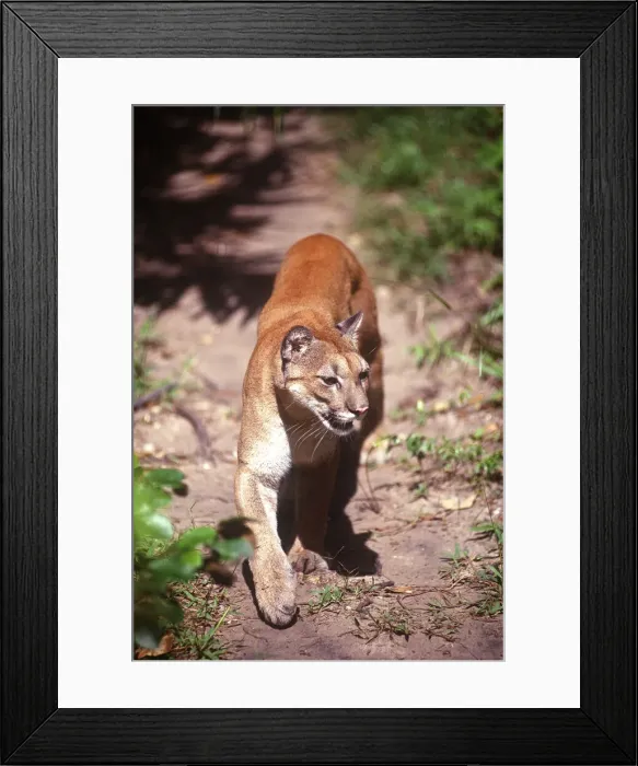 Framed Print : DDE-90038187