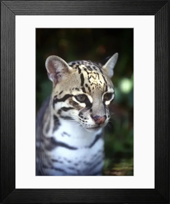 Framed Print : DDE-90038188 Framed Print : DDE-90038188