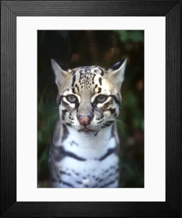 Framed Print : DDE-90038189 Framed Print : DDE-90038189