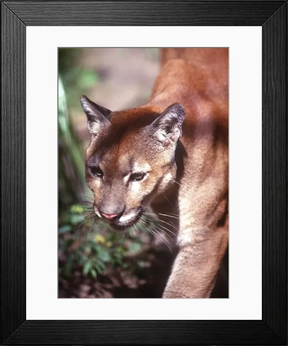 Framed Print : DDE-90038190 Framed Print : DDE-90038190