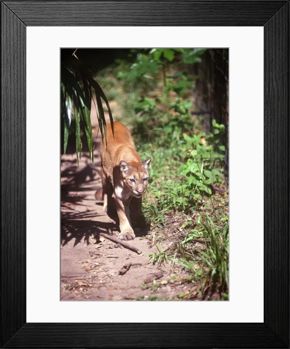 Framed Print : DDE-90038191 Framed Print : DDE-90038191
