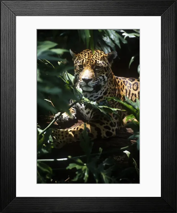 Framed Print : DDE-90038192 Framed Print : DDE-90038192