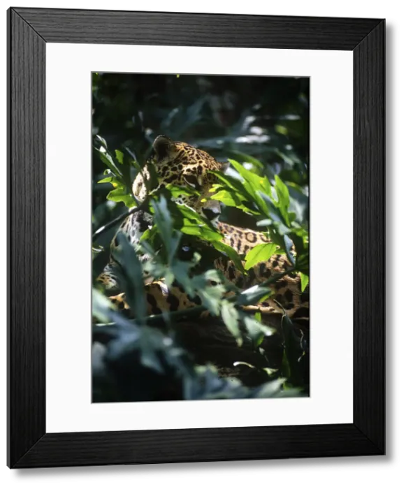 Framed Print : DDE-90038193 Framed Print : DDE-90038193