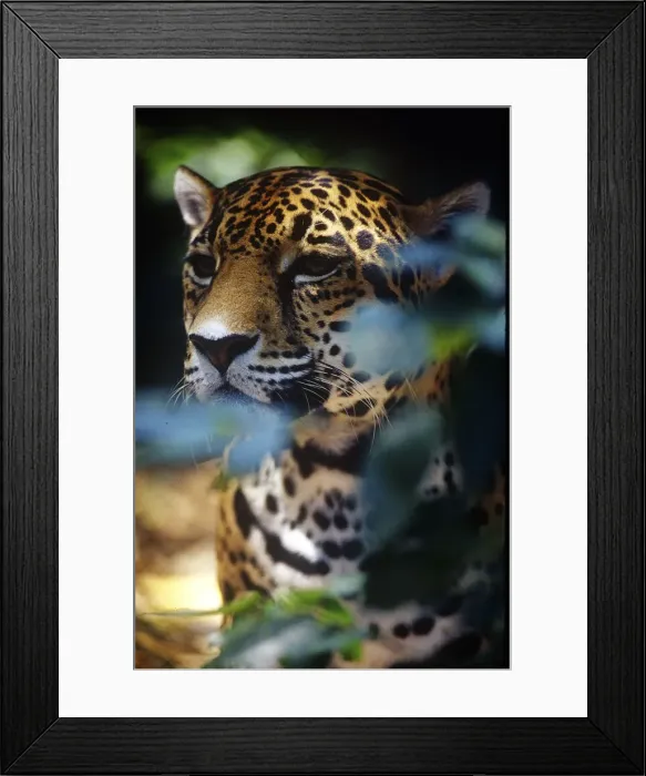 Framed Print : DDE-90038194