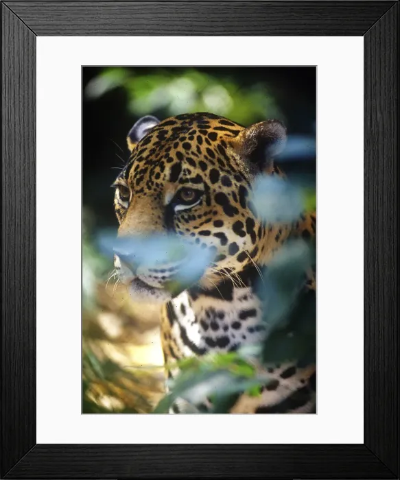 Framed Print : DDE-90038195 Framed Print : DDE-90038195