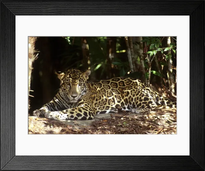 Framed Print : DDE-90038197 Framed Print : DDE-90038197
