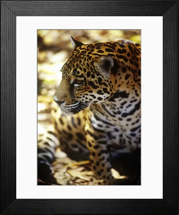 Framed Print : DDE-90038196 Framed Print : DDE-90038196