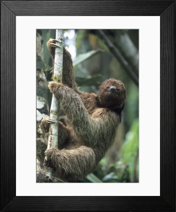 Framed Print : DDE-90038209 Framed Print : DDE-90038209