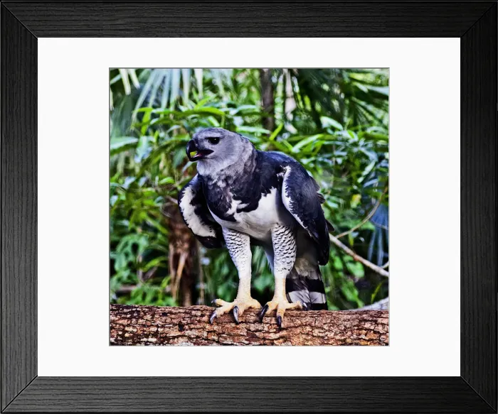 Framed Print : DDE-90038208 Framed Print : DDE-90038208