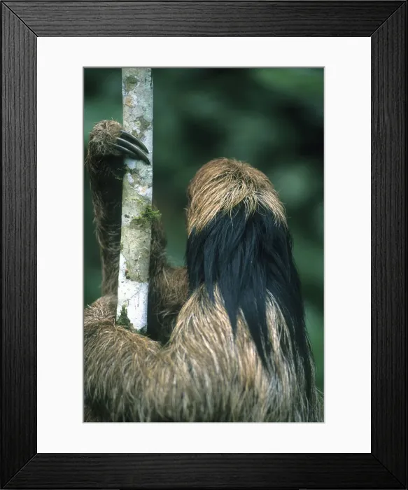 Framed Print : DDE-90038210 Framed Print : DDE-90038210