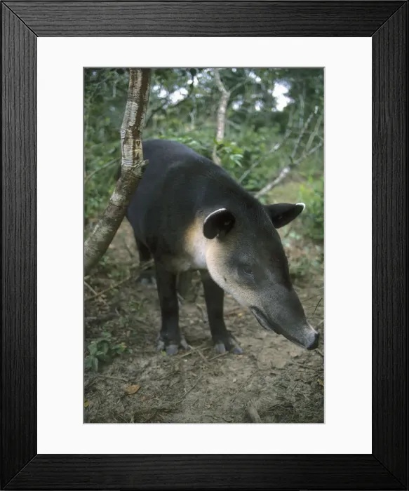 Framed Print : DDE-90038211 Framed Print : DDE-90038211