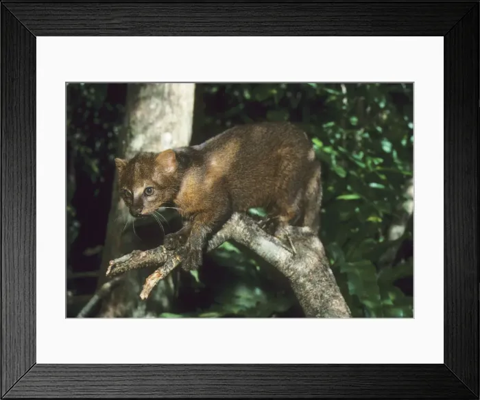 Framed Print : DDE-90038213 Framed Print : DDE-90038213