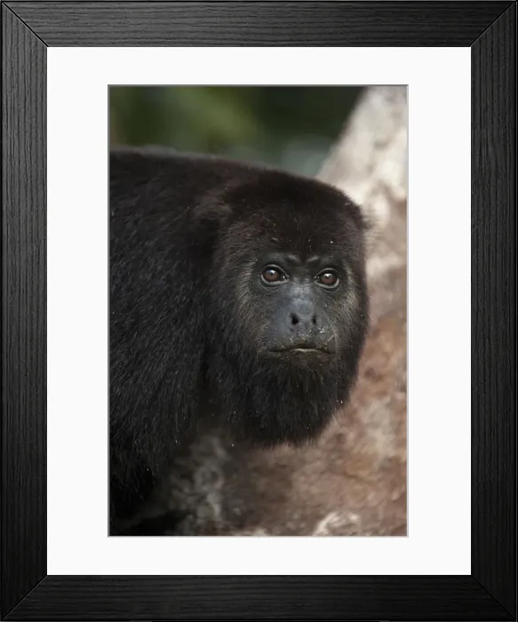 Framed Print : DDE-90038215 Framed Print : DDE-90038215