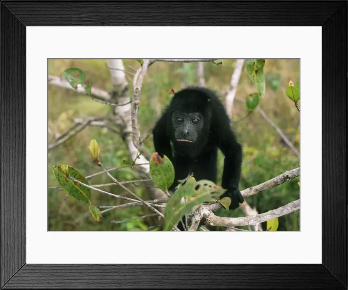 Framed Print : DDE-90038214