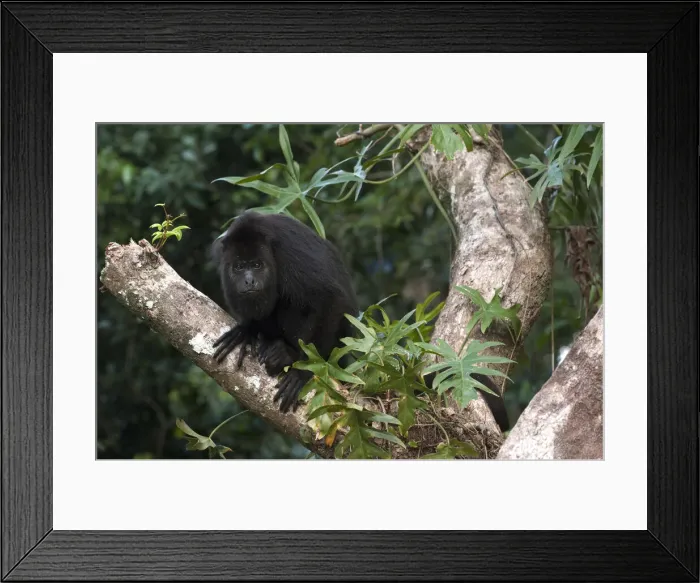 Framed Print : DDE-90038216