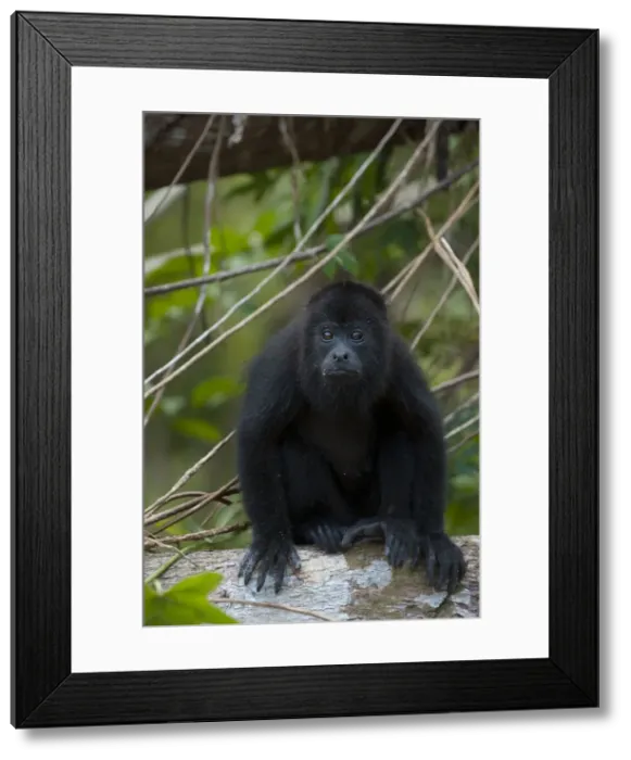 Framed Print : DDE-90038217 Framed Print : DDE-90038217