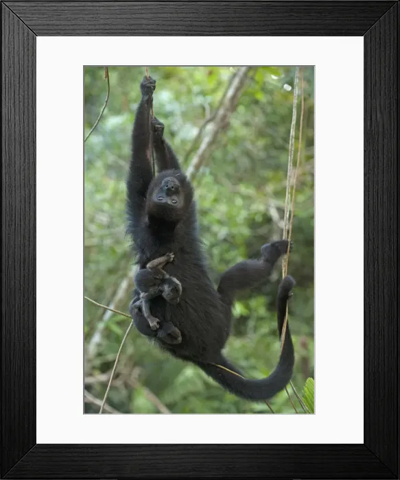 Framed Print : DDE-90038218 Framed Print : DDE-90038218