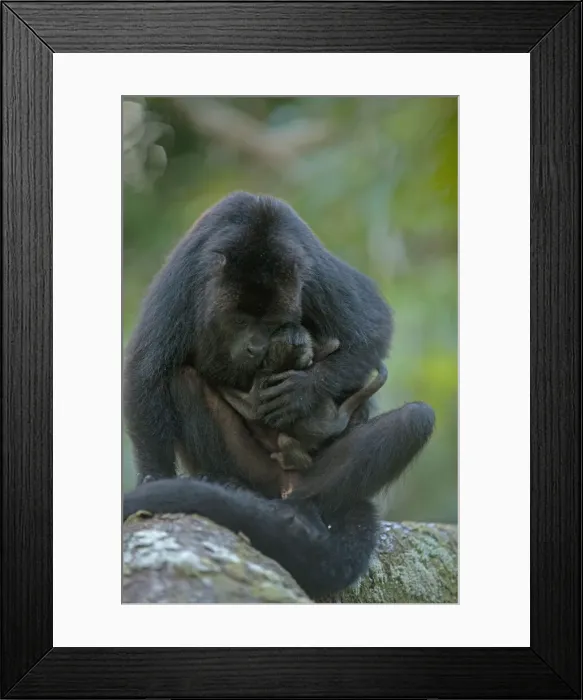 Framed Print : DDE-90038219 Framed Print : DDE-90038219
