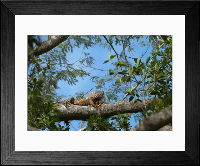 Framed Print : DDE-90038221 Framed Print : DDE-90038221
