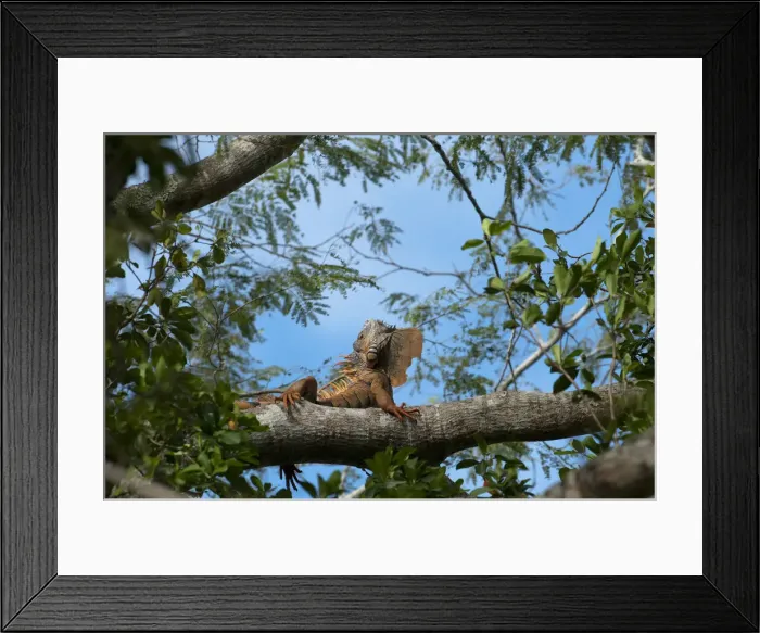 Framed Print : DDE-90038222 Framed Print : DDE-90038222