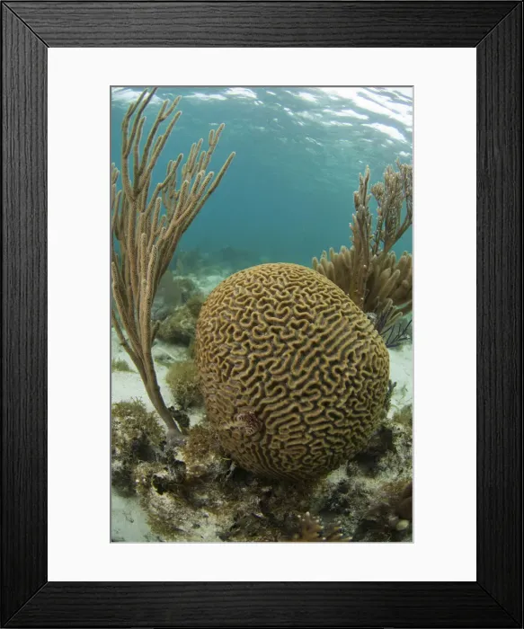 Framed Print : DDE-90038223 Framed Print : DDE-90038223
