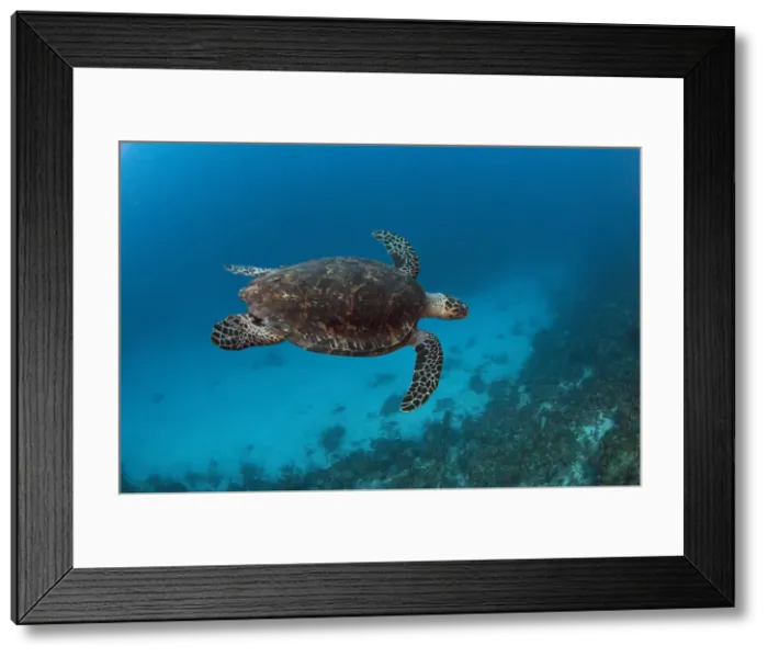 Framed Print : DDE-90038224