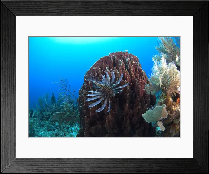Framed Print : DDE-90038225 Framed Print : DDE-90038225