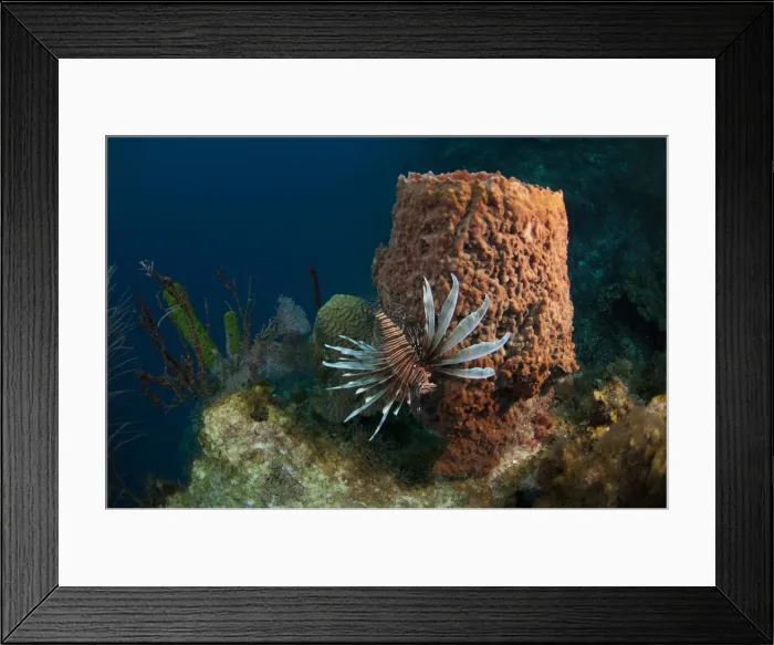 Framed Print : DDE-90038226 Framed Print : DDE-90038226