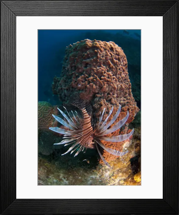 Framed Print : DDE-90038227 Framed Print : DDE-90038227
