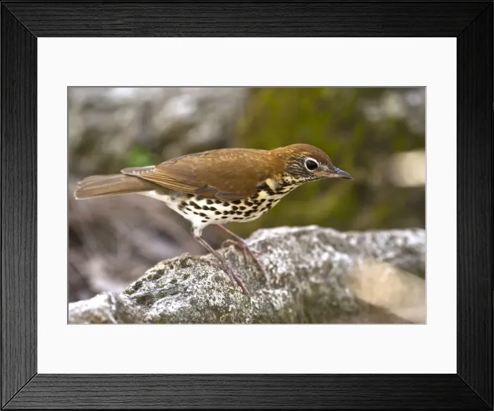 Framed Print : DDE-90038229 Framed Print : DDE-90038229
