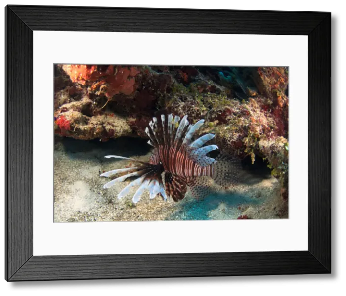 Framed Print : DDE-90038228 Framed Print : DDE-90038228