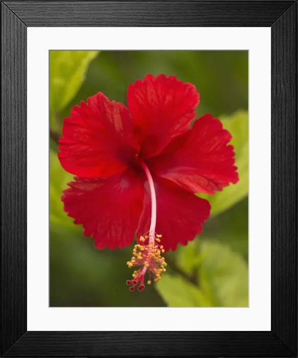 Framed Print : DDE-90038231