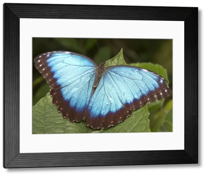 Framed Print : DDE-90038232 Framed Print : DDE-90038232