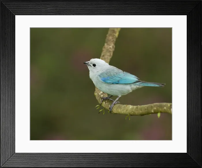 Framed Print : DDE-90038233 Framed Print : DDE-90038233