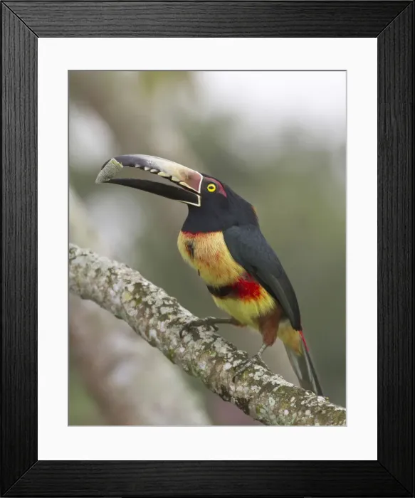 Framed Print : DDE-90038234 Framed Print : DDE-90038234