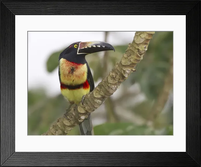 Framed Print : DDE-90038235 Framed Print : DDE-90038235