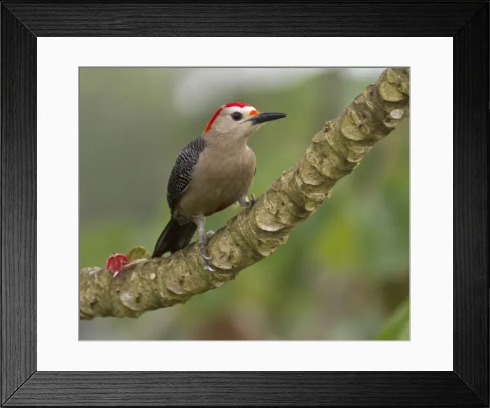 Framed Print : DDE-90038236 Framed Print : DDE-90038236